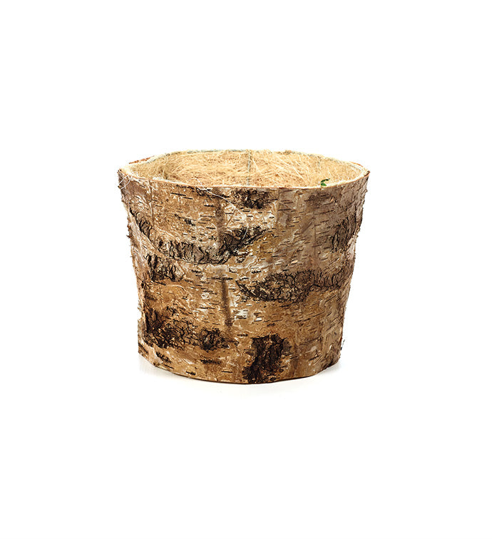 Lg Birch Planter