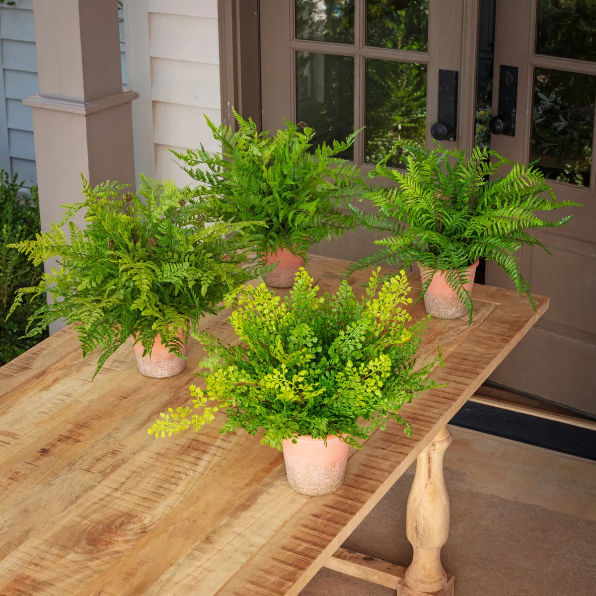 Conservatory Fern Collection