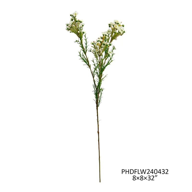 Waxflower White