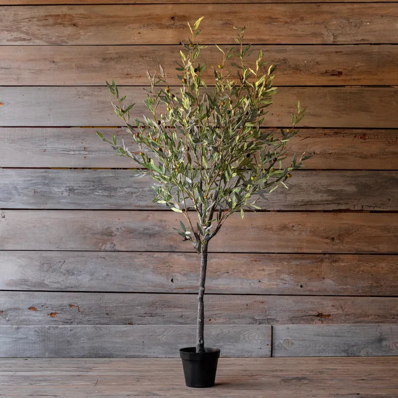 Spanish Olive Tree 78"