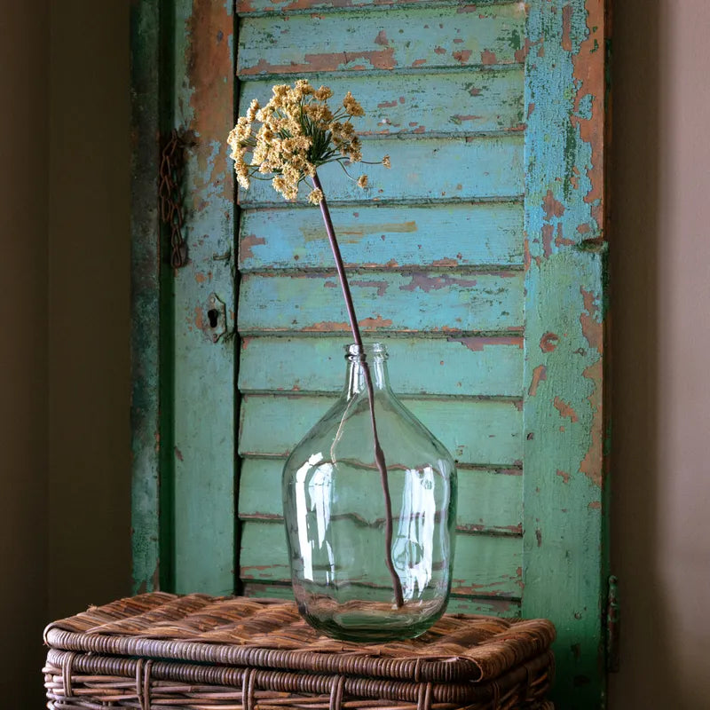 Ivory Daucus