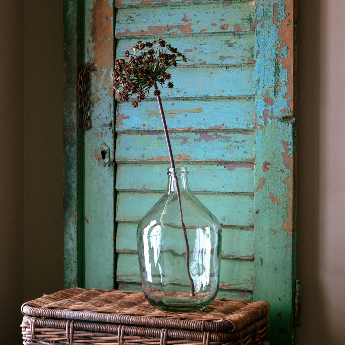 Brown Daucus