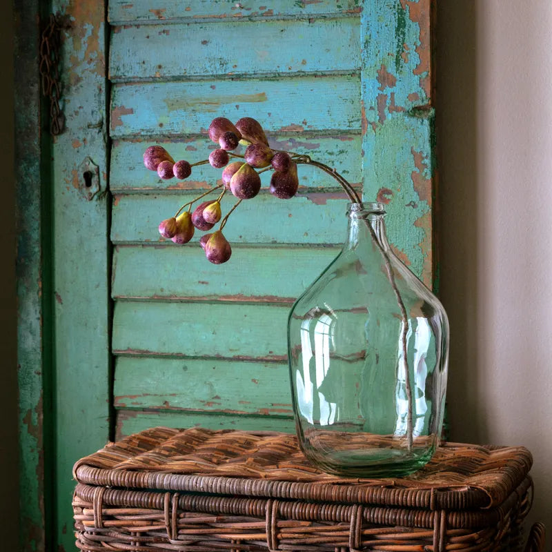 Bunching Fig Green Brown
