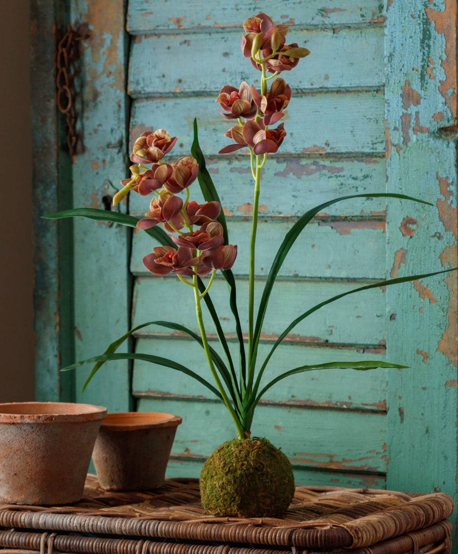 Brown-Green Cymbidium In Moss Ball