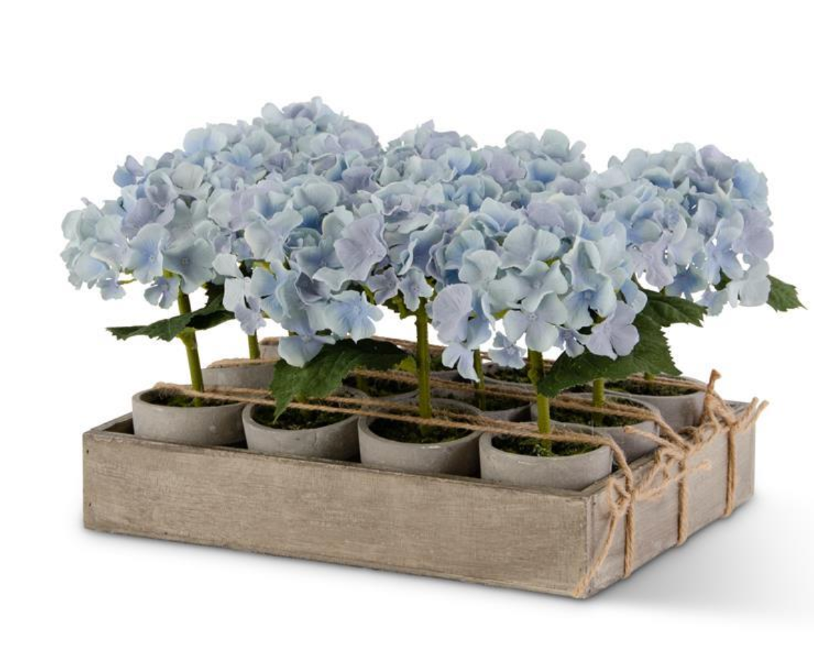 Potted Blue Hydrangeas