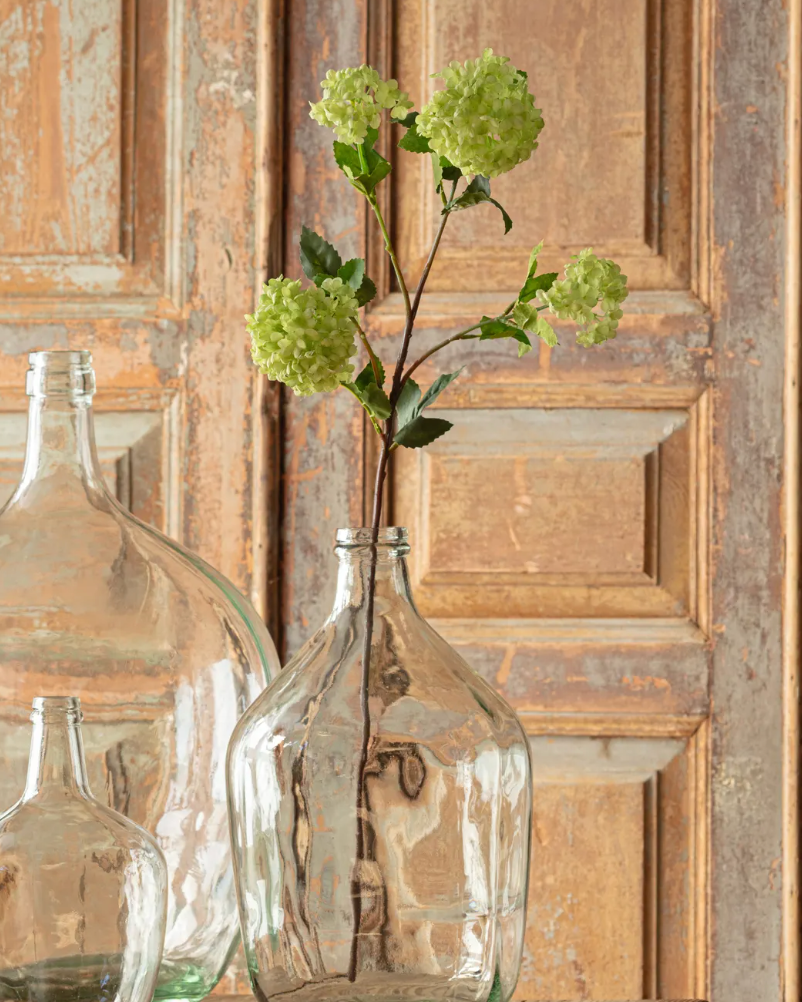 Snowball Viburnum Green