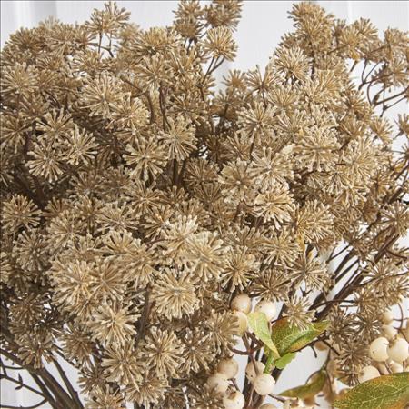 33 Inch Natural Aralia Stem