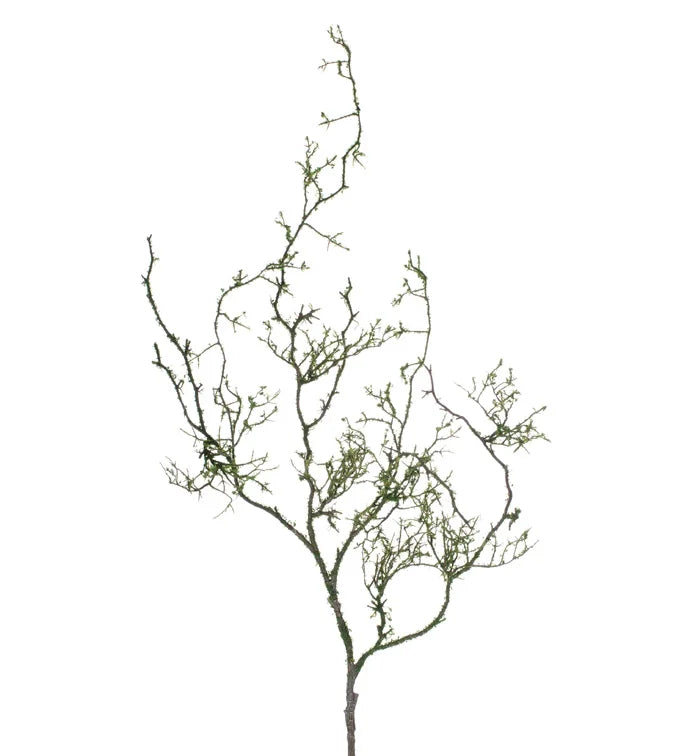 Moss Twig Vine