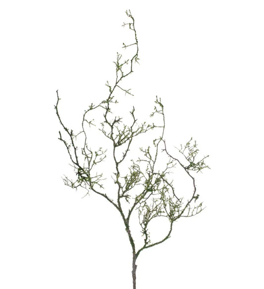 Moss Twig Vine