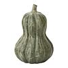 Bounty Squash
