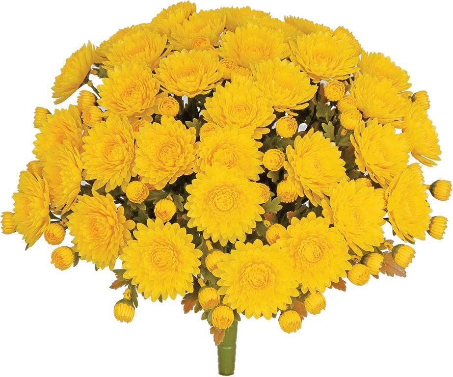 MUM BUSH W/33 BLOOMS & 66 BUDS, UV PROOF, 14.17", YELLOW