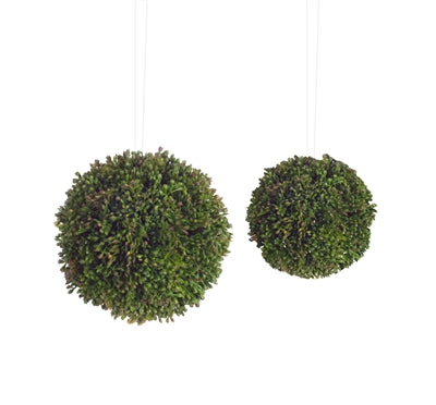 Sedum Orbs
