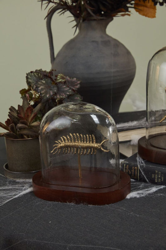 Specimen Cloche