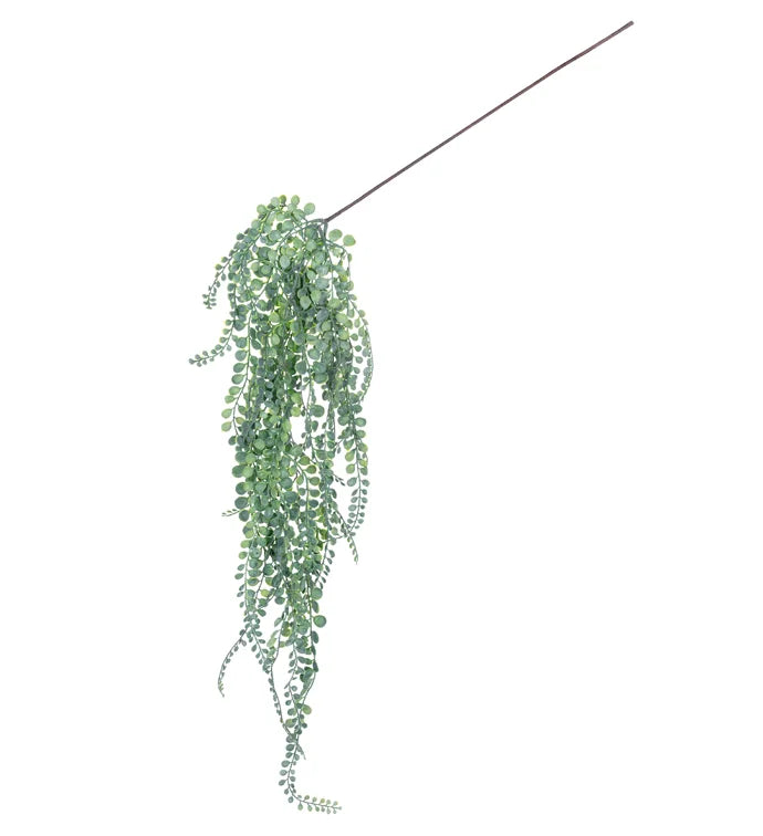 Green Moringa Hanging Vine