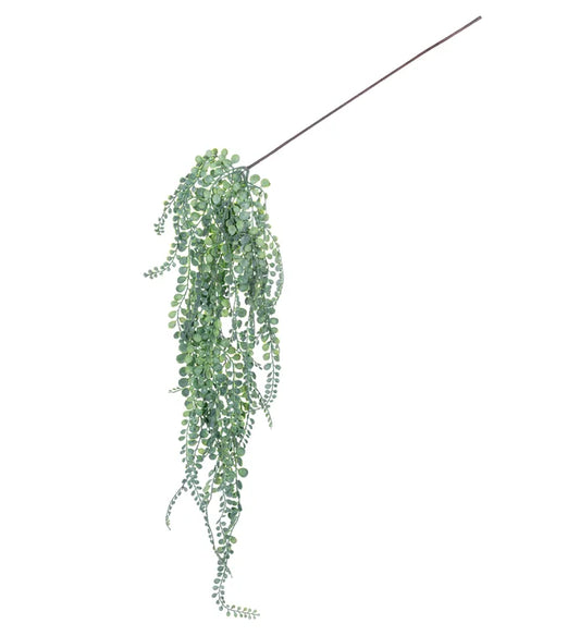 Green Moringa Hanging Vine