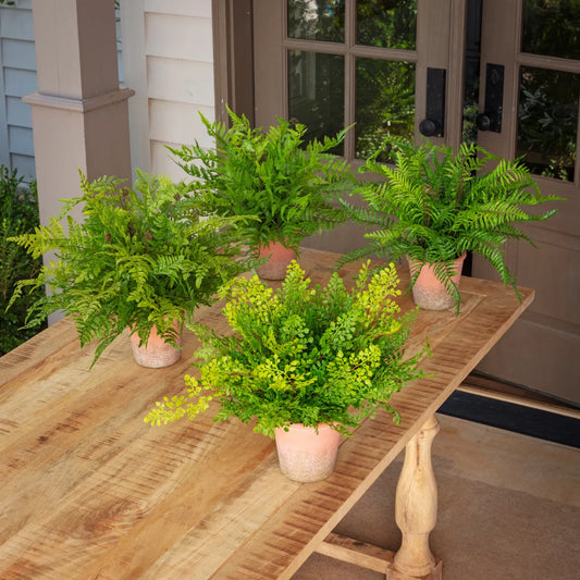 Conservatory Fern Collection