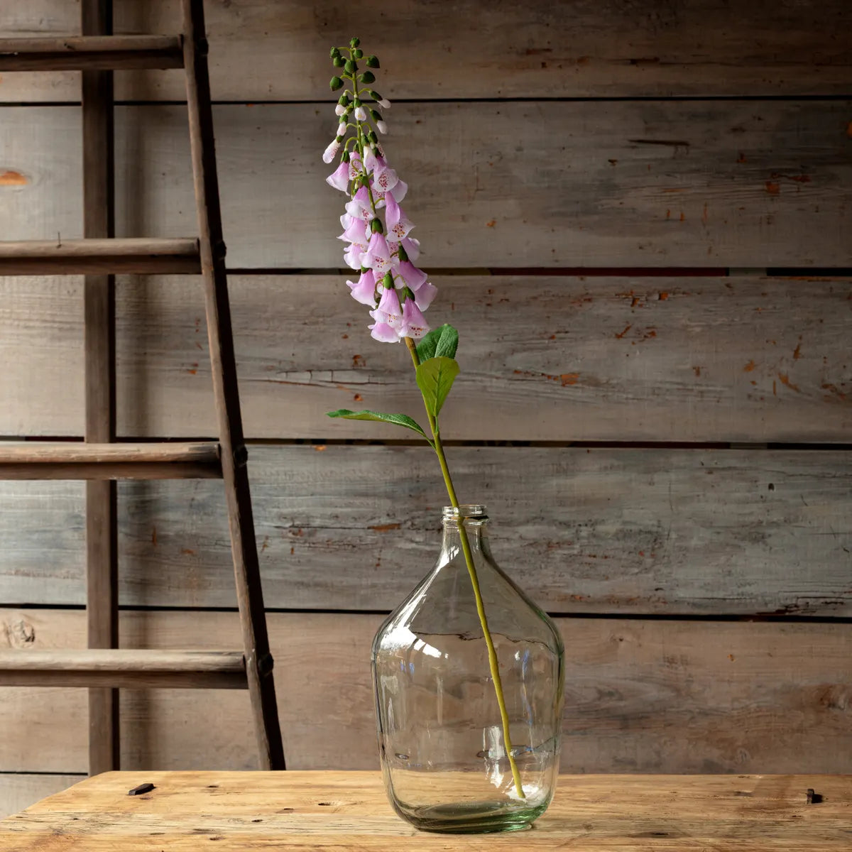 English Foxglove Pink