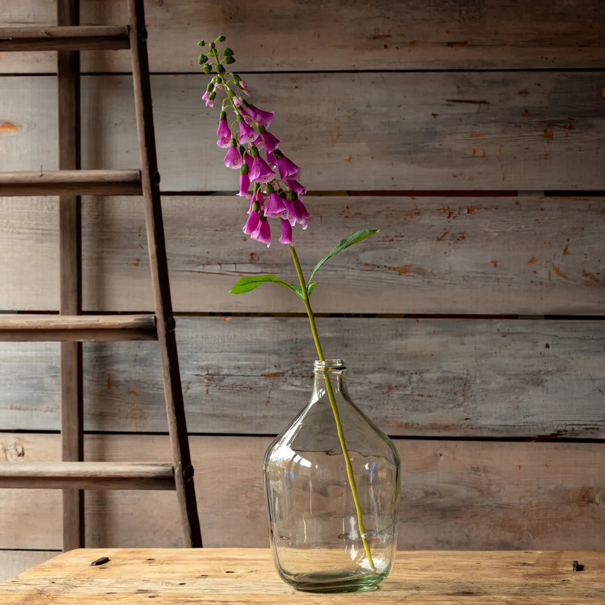 English Foxglove Purple