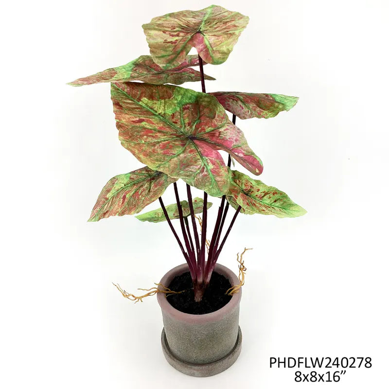 Caladium Plant