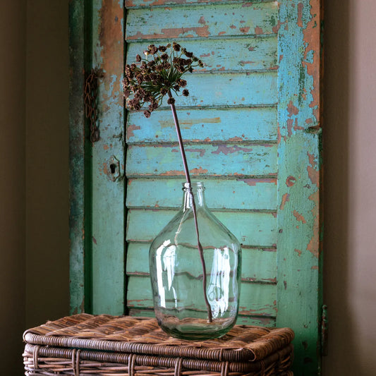 Brown Daucus