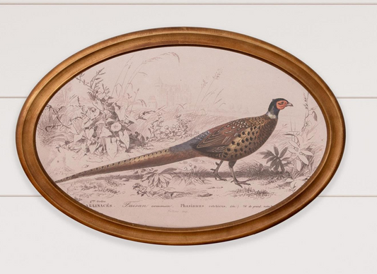 Framed Print-Pheasant