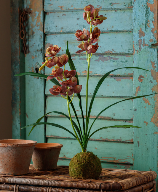 Brown-Green Cymbidium In Moss Ball