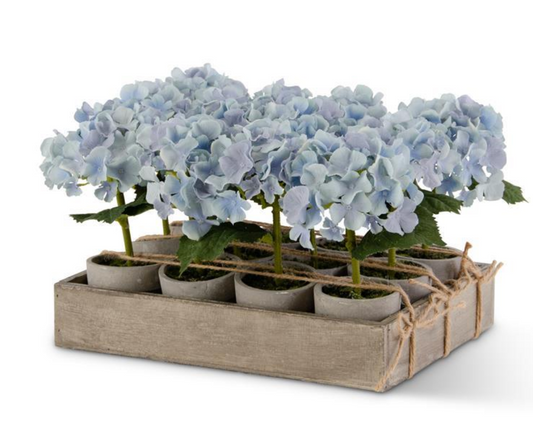 Potted Blue Hydrangeas