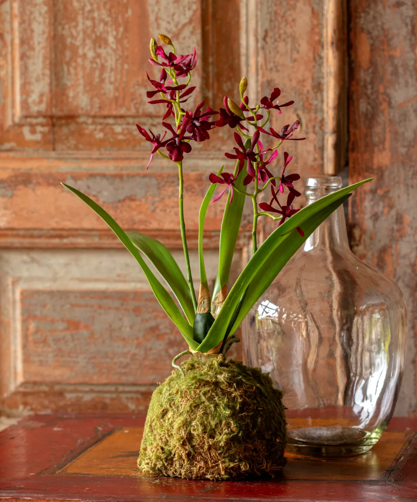 Maroon Mini Orchid Small Moss Ball