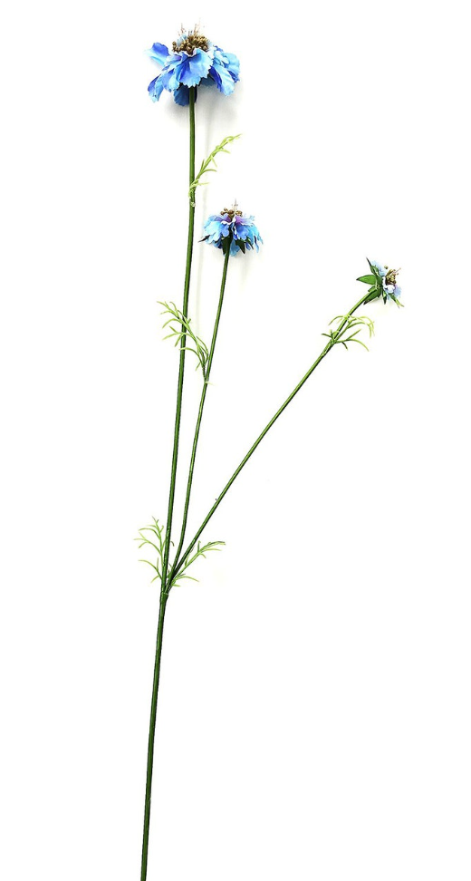 Blue Scabiosa