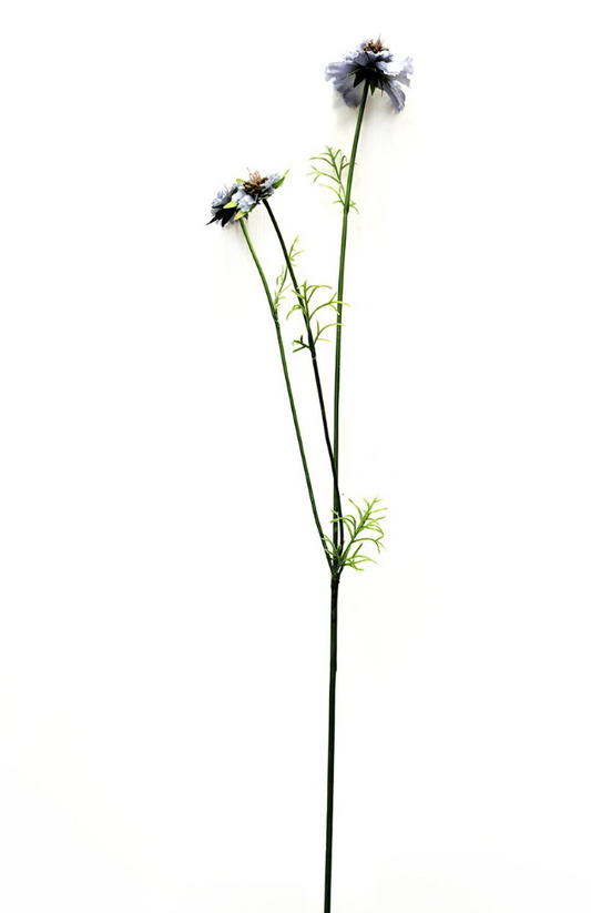 Light Blue Scabiosa