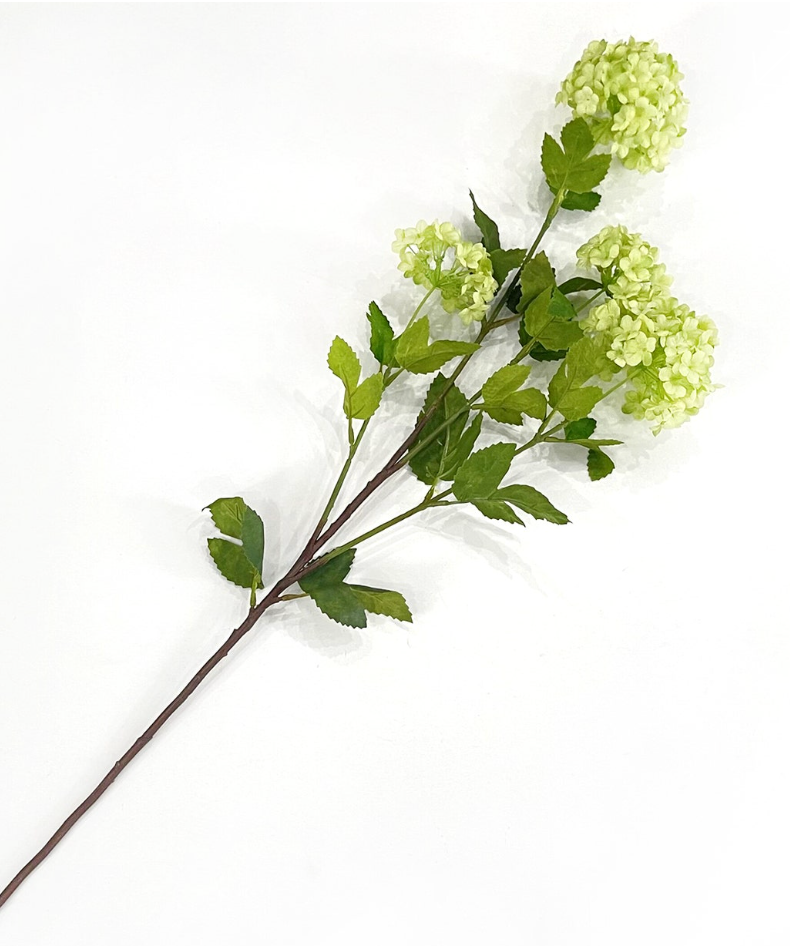 Snowball Viburnum Green