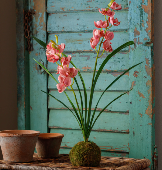 Berry Cymbidium Orchid In Moss Ball