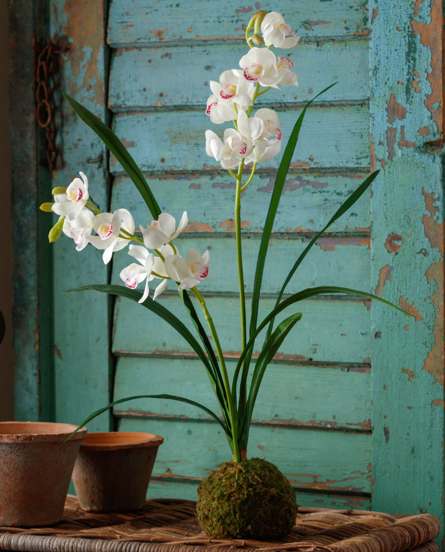 White Cymbidium In Moss Ball