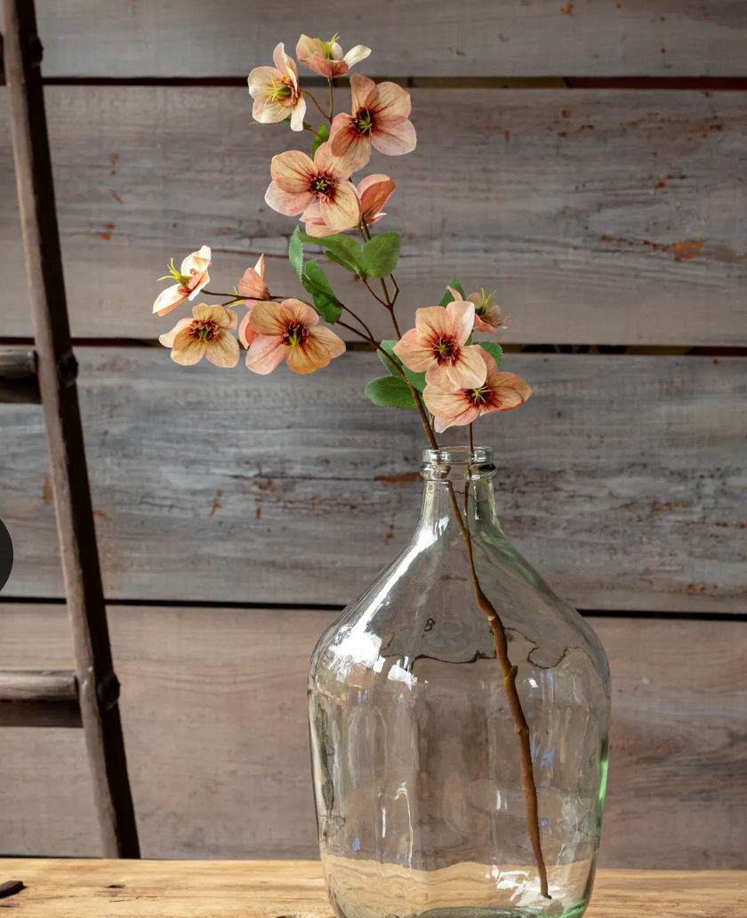 Hellebore Coral