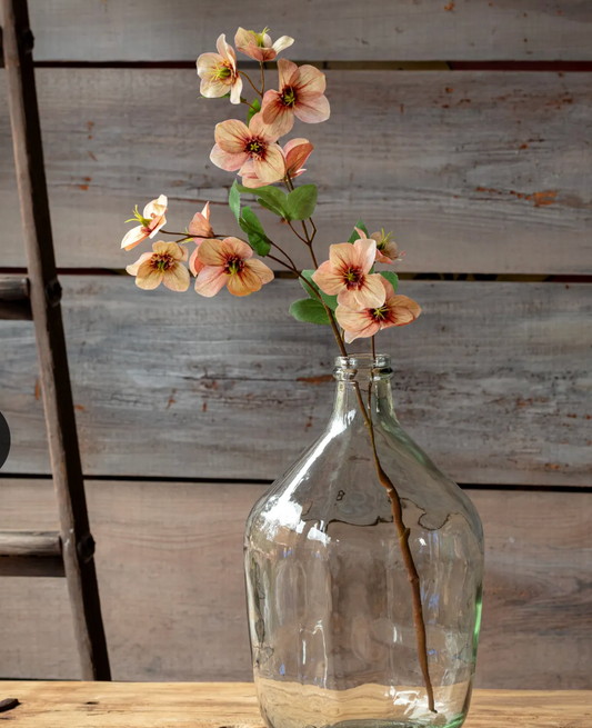 Hellebore Coral